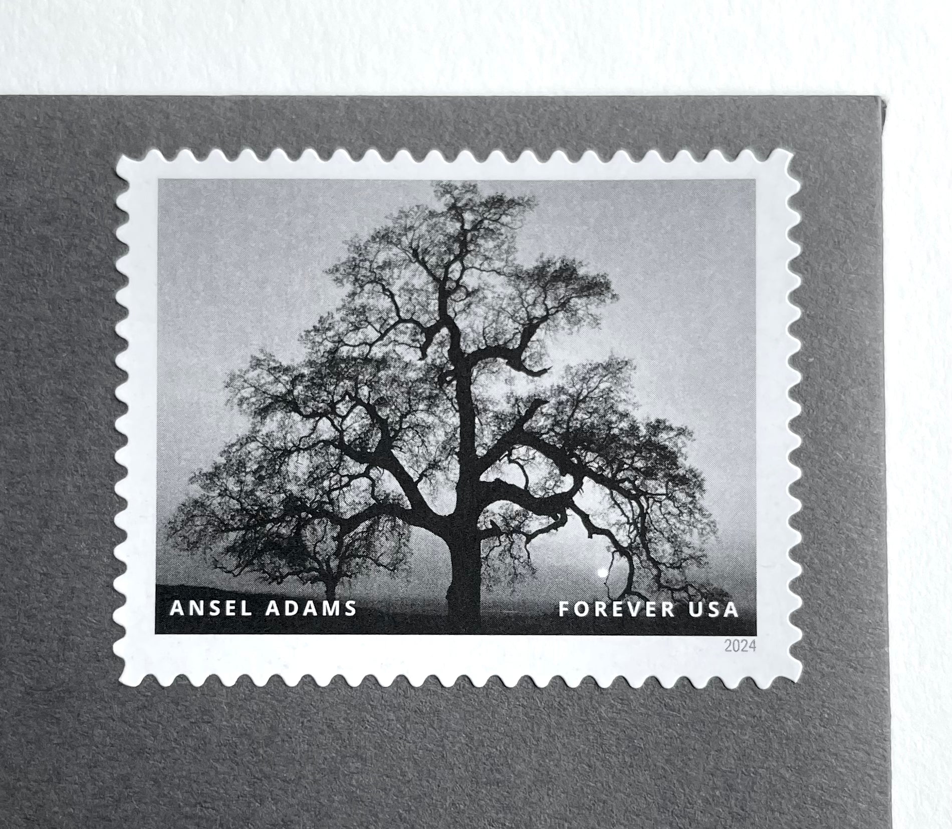 bonsai tree forever stamps 10 Oak Tree Forever Stamps Unused Black and White Postage For Mailing – Edelweiss Post