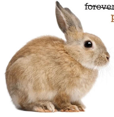Forever Rabbit Stamp 10 Rabbit Forever Stamps Unused Bunny Rabbit Postage Stamps For Mailin ...